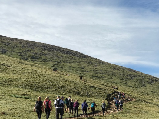 Line of people hiking up a mountain with two moose off the trail