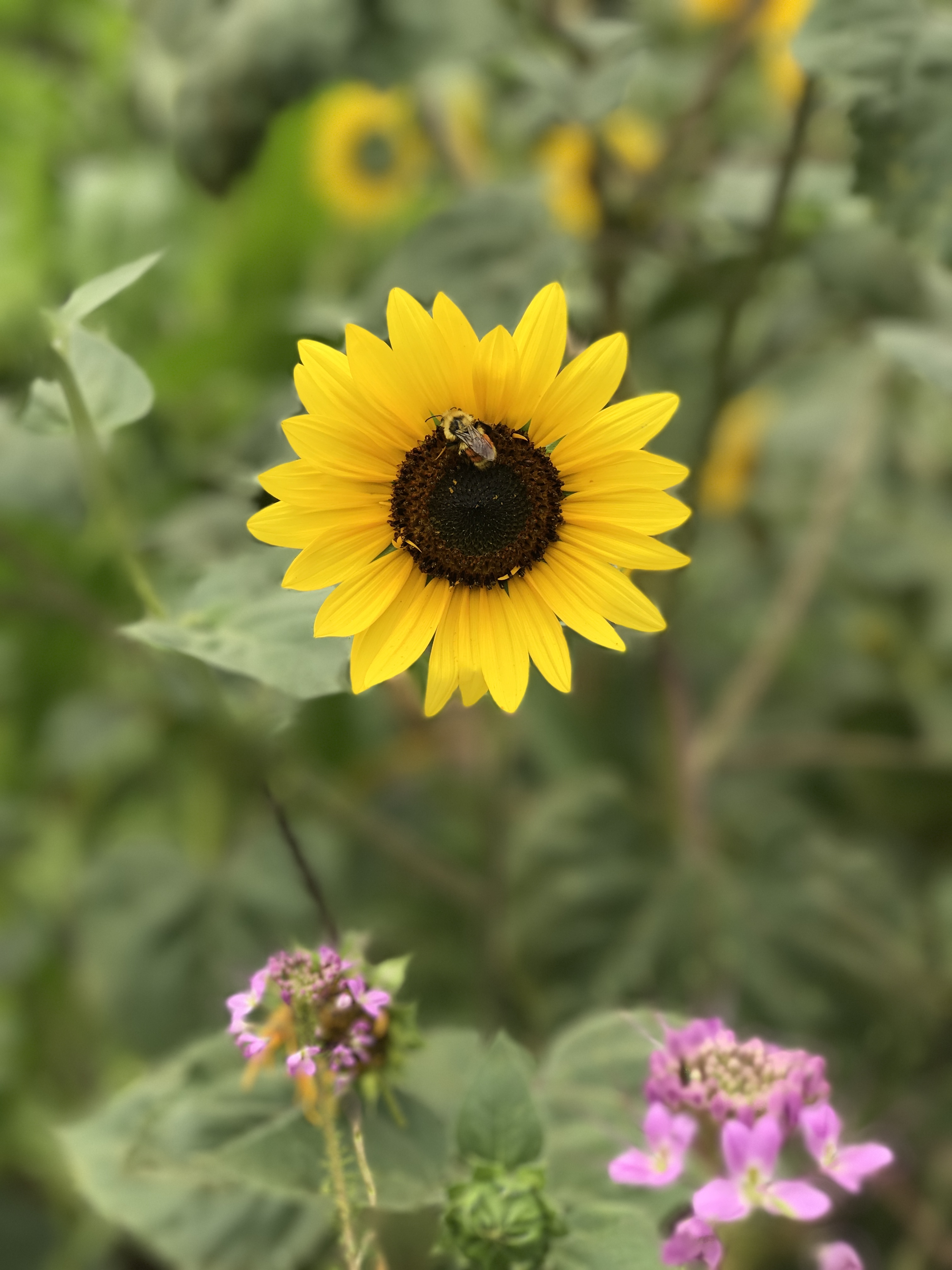 Bee on a Sunflower
