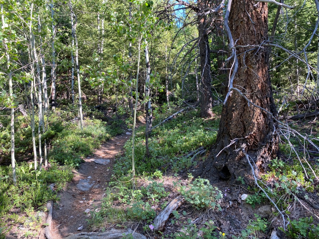 Narrow hiking trail through trees