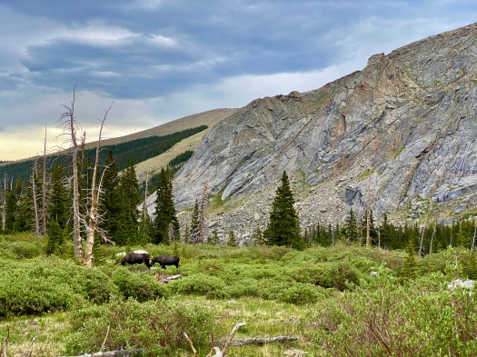 Two moose grazing in a meadow in the mountains