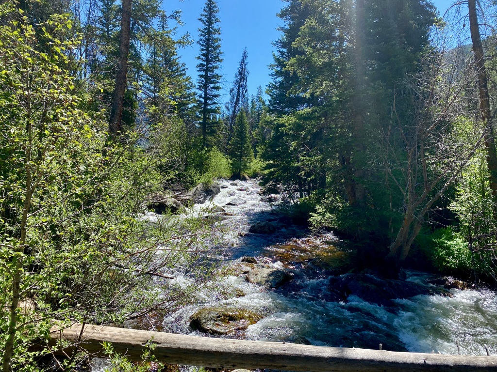 River flowing through pine trees in Colorado