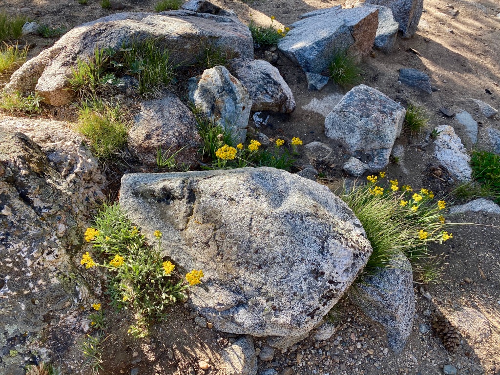 Yellow wildflowers growing amongst the rocks