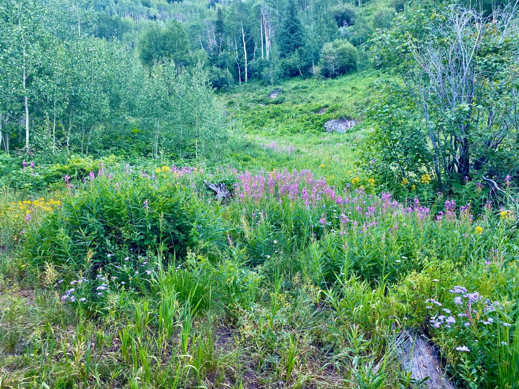 Field of purple and yellow wildflowers surrounded by trees